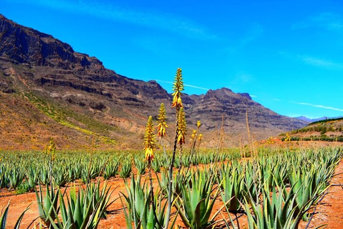 Firgas, Tejeda, Guayadeque - VIP Tour Gran Canaria in Gran Canaria | Pelago