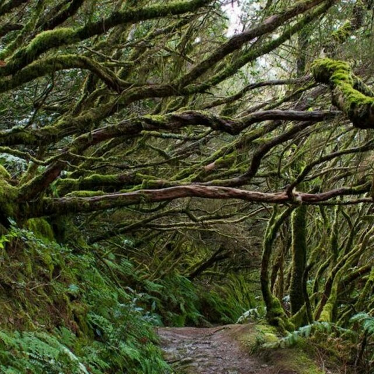 Parque Rural de Anaga: Guided Forest Tour with Wellness Activities - Photo 1 of 6