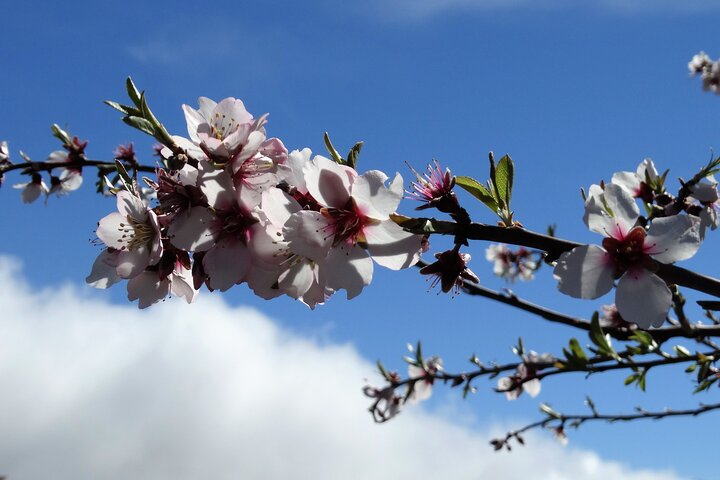Full-Day Almond Blossom Trail in Tenerife - Photo 1 of 8