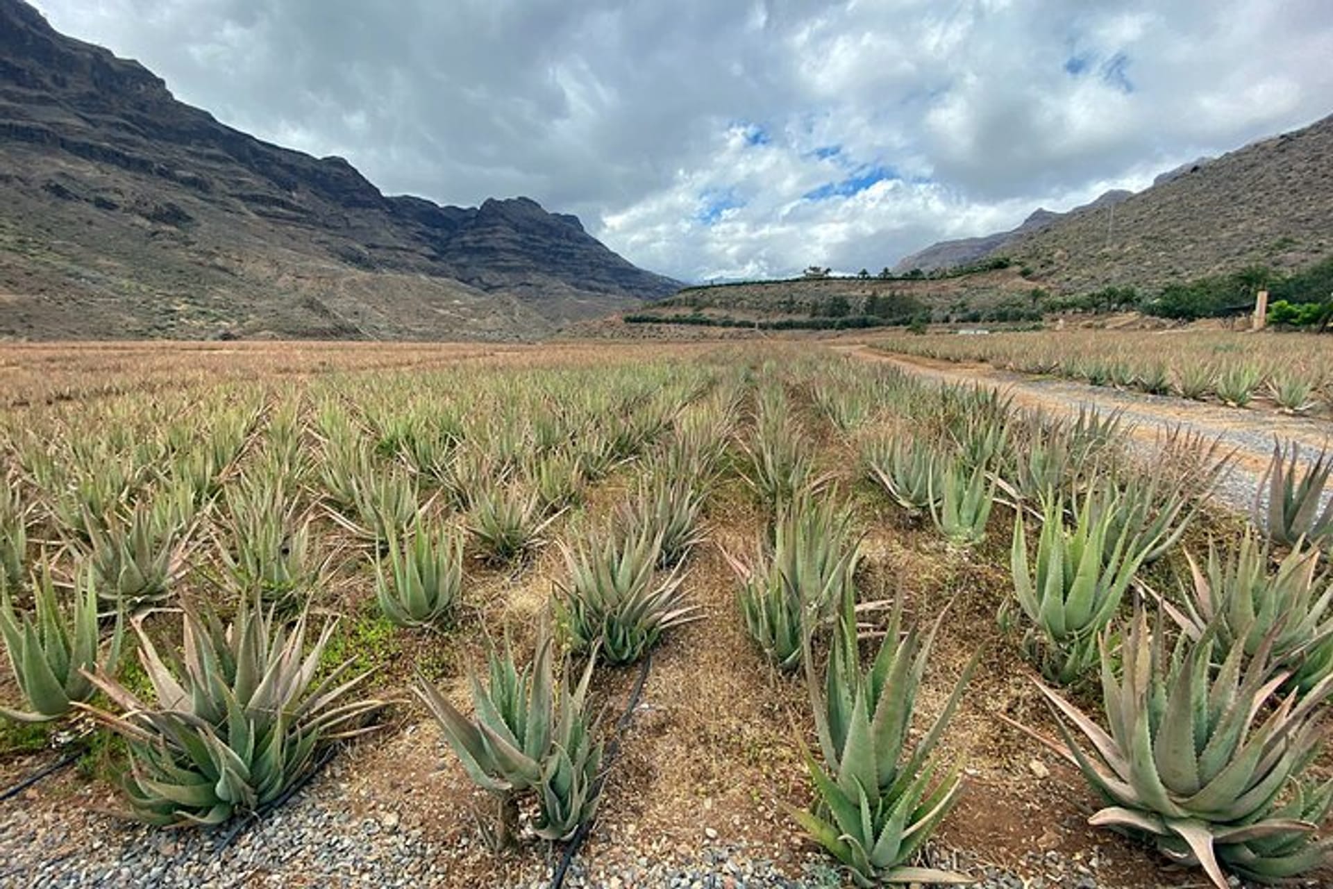 Full-Day Gran Canaria Tour with Teror, Tejeda and Lunch in Fataga in Gran  Canaria | Pelago