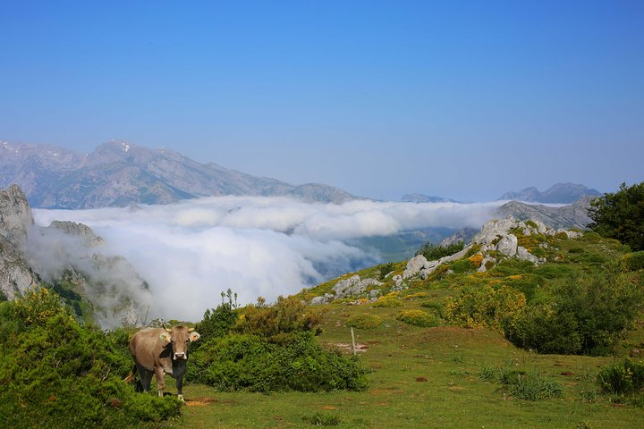 Above the clouds in Picos de Europa.