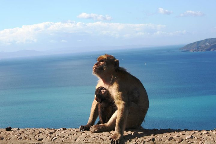 Monkeys of Gibraltar