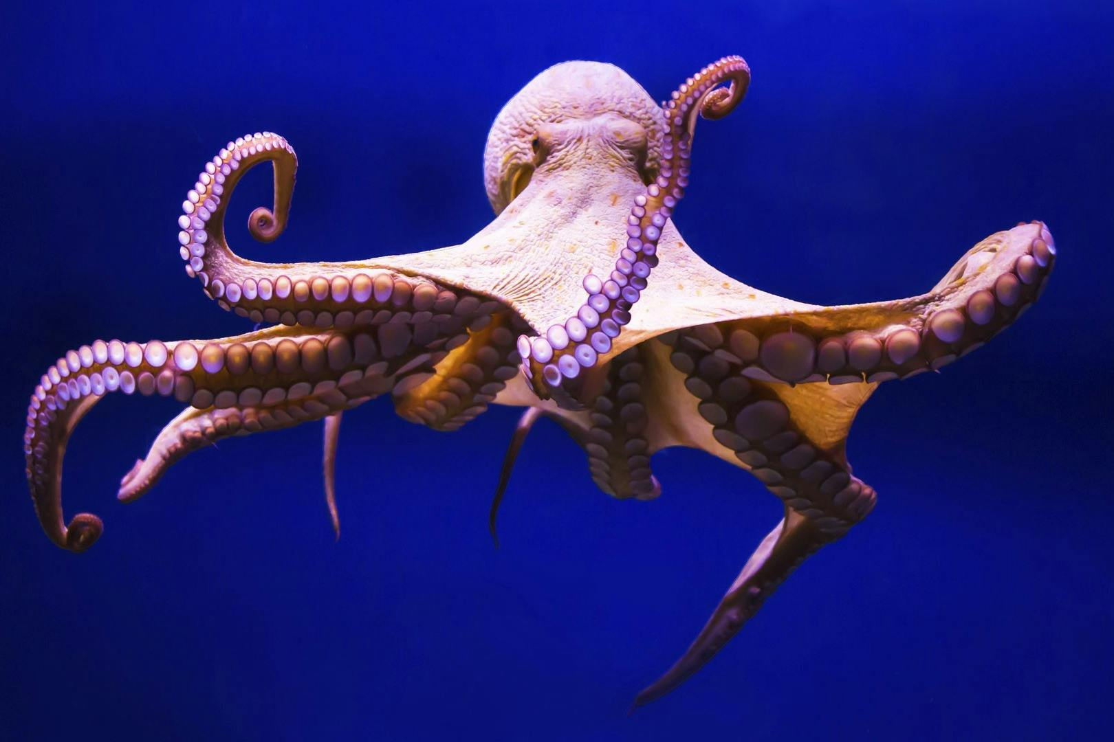 Gran Canaria: Guided Day Tour from Tenerife + Aquarium & Distillery Entry - Photo 1 of 6