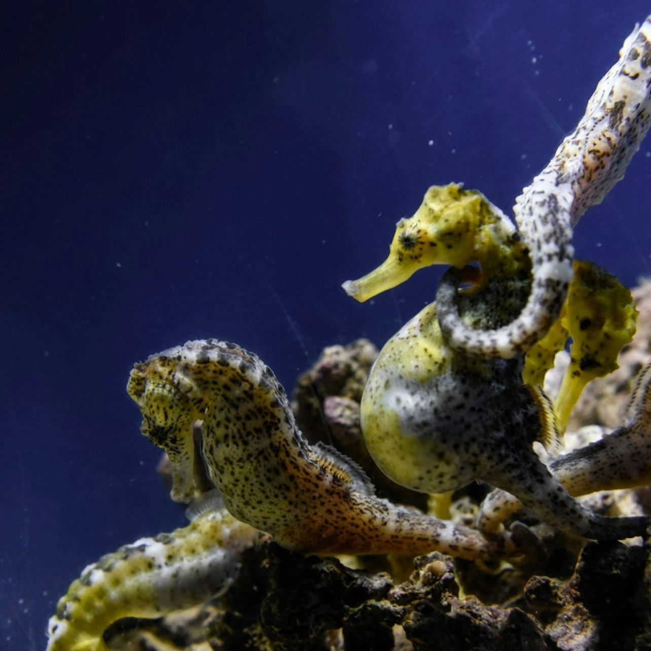 Grove Aquarium: Entry Ticket - Photo 1 of 10