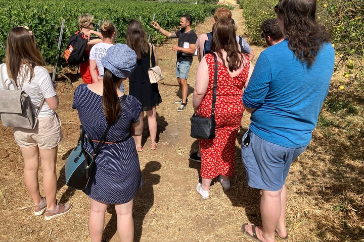 Malaga: Exclusive Wine Tour Organic Vineyard&Cellar 6 Wines+Tapas - Photo 1 of 25
