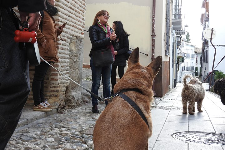 Guided visit to the Realejo with dogs - Photo 1 of 5