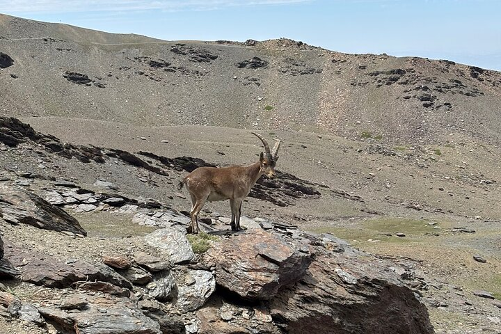 Spanish mountain goat