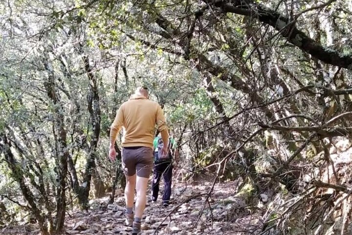 Mediterranean forest