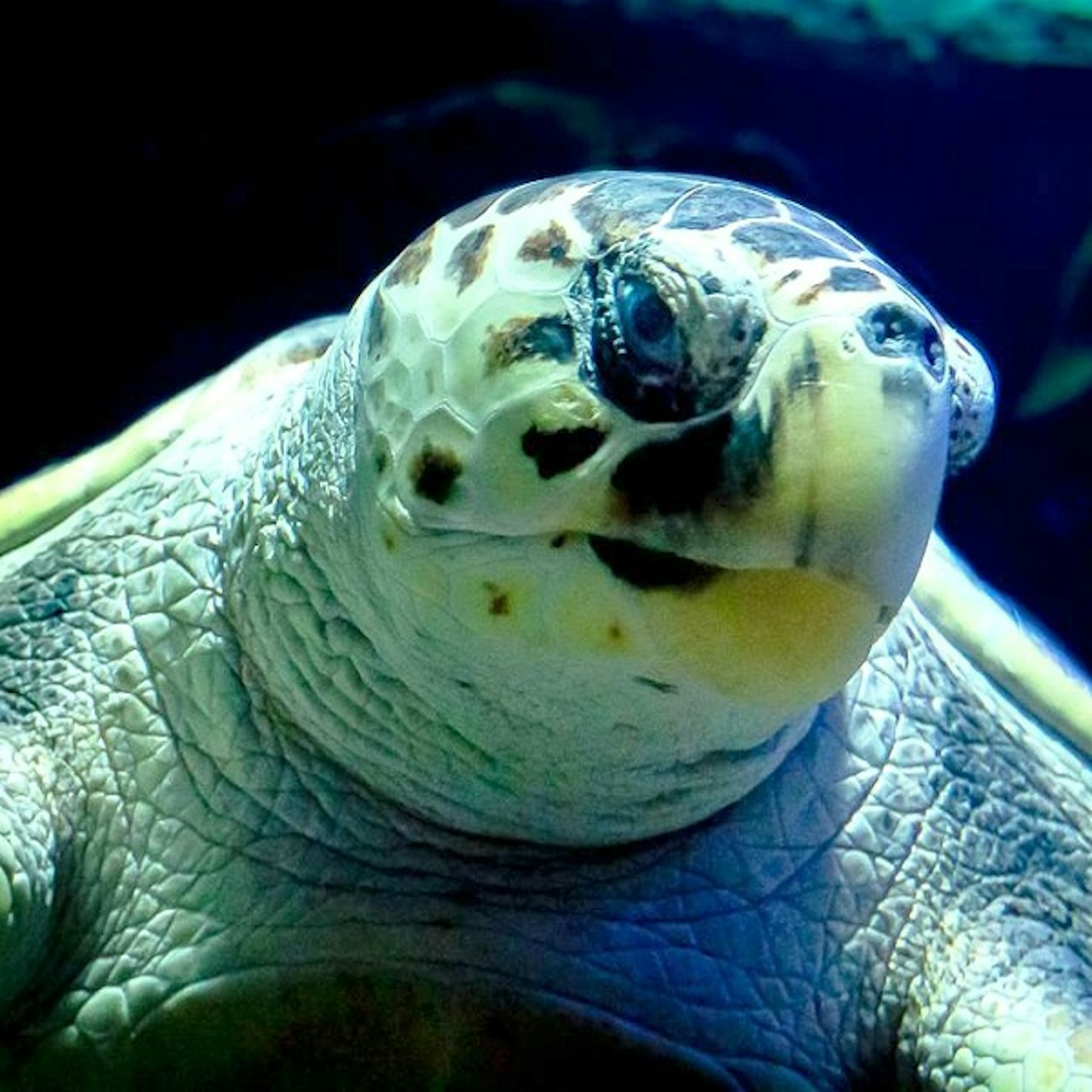 Lanzarote Aquarium Skip-the-Line Tickets - Photo 1 of 10