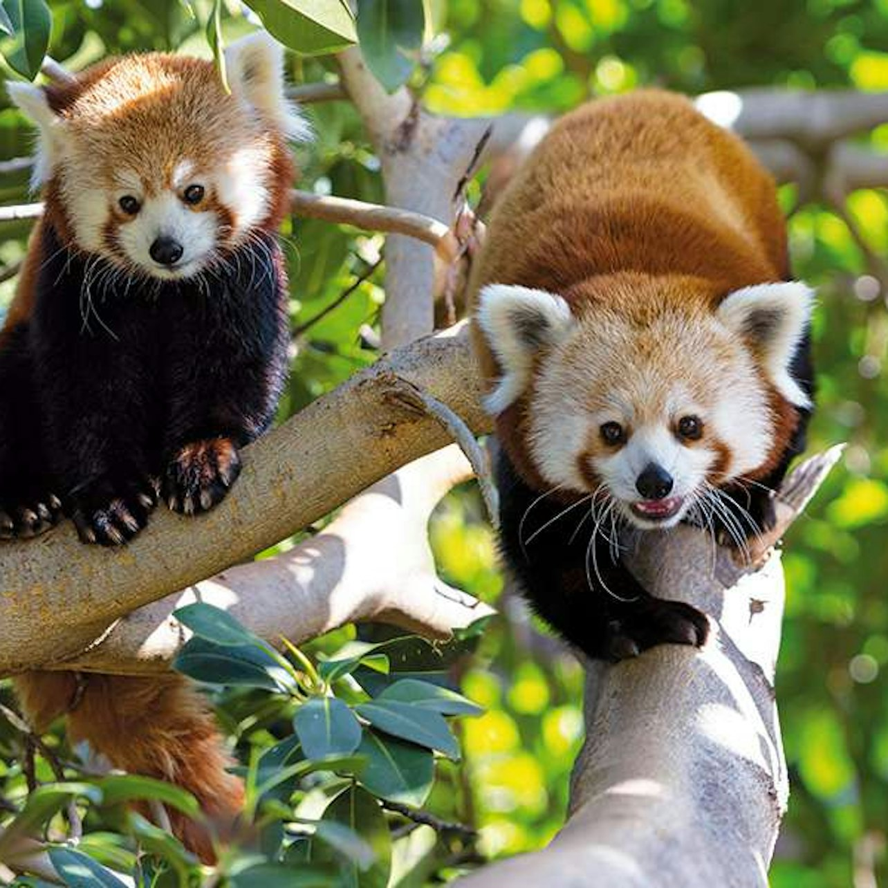 Loro Parque: Entry Ticket + Transport - Photo 1 of 9