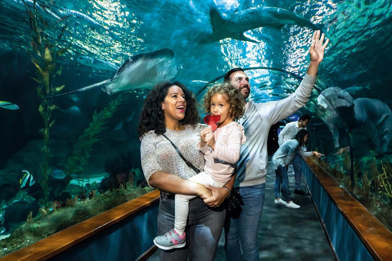 Loro Parque: Entry Ticket + Diamond Pass - Photo 1 of 8