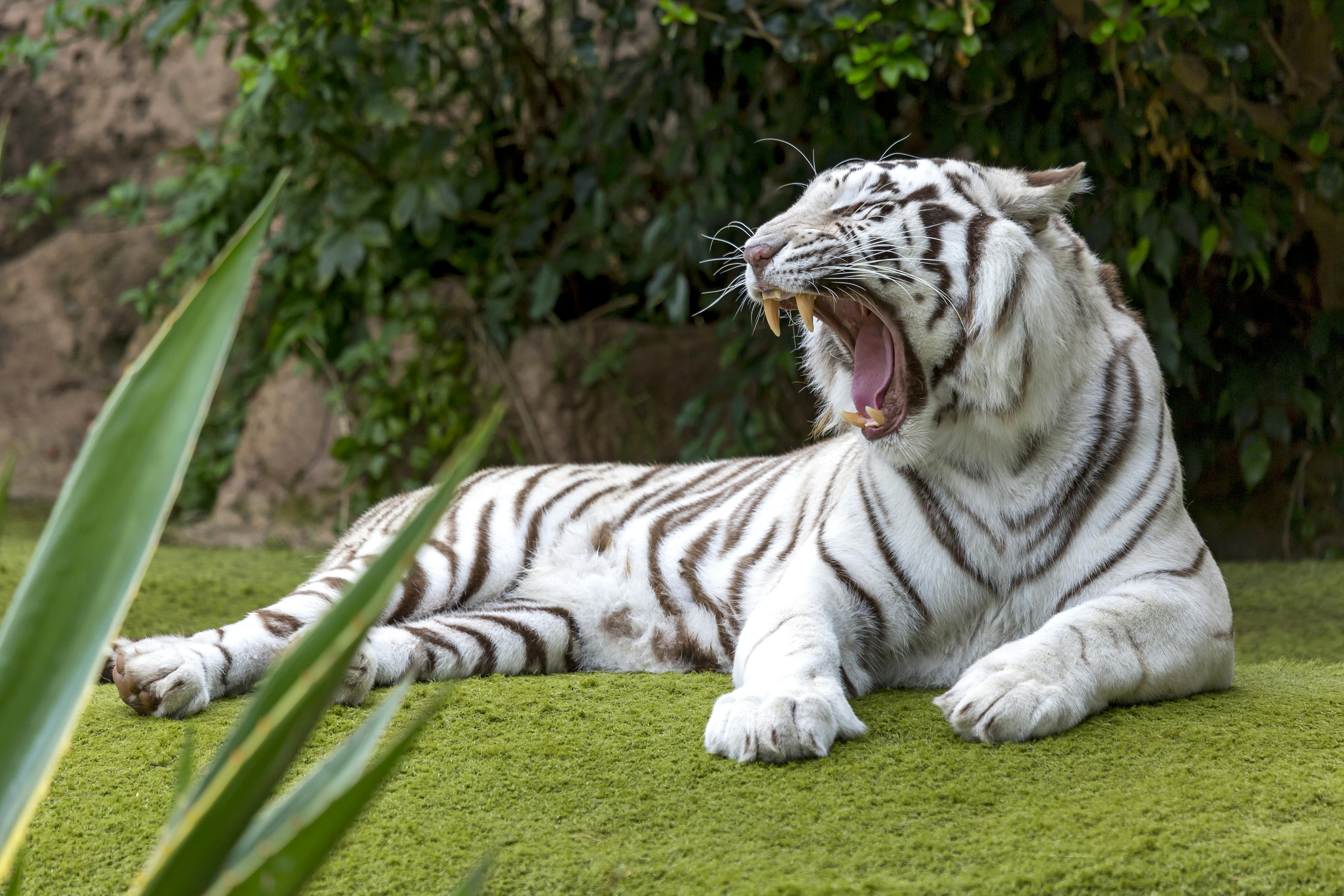 Loro Parque: Entry Ticket - Photo 1 of 25