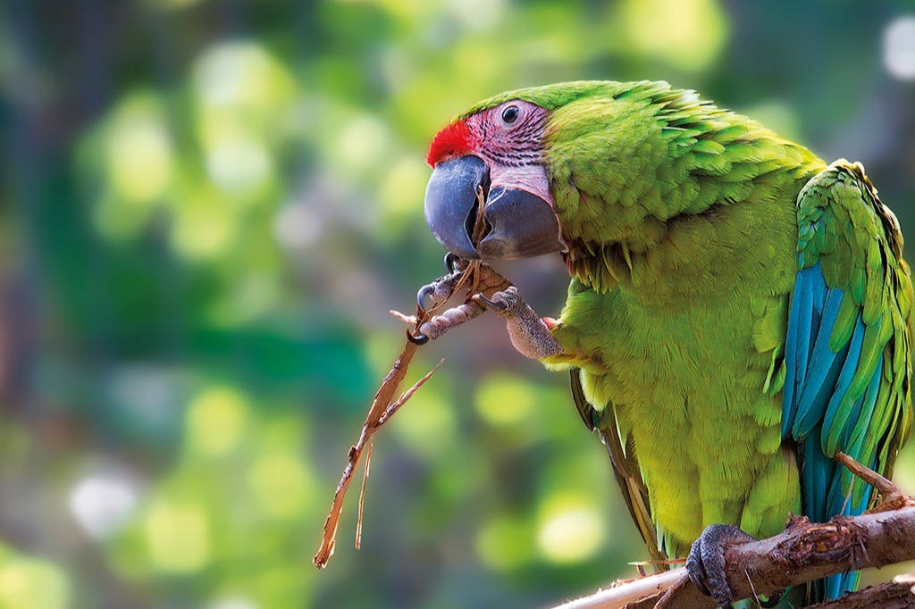 Loro Parque & Siam Park: Entry Ticket + Transfers - Photo 1 of 8