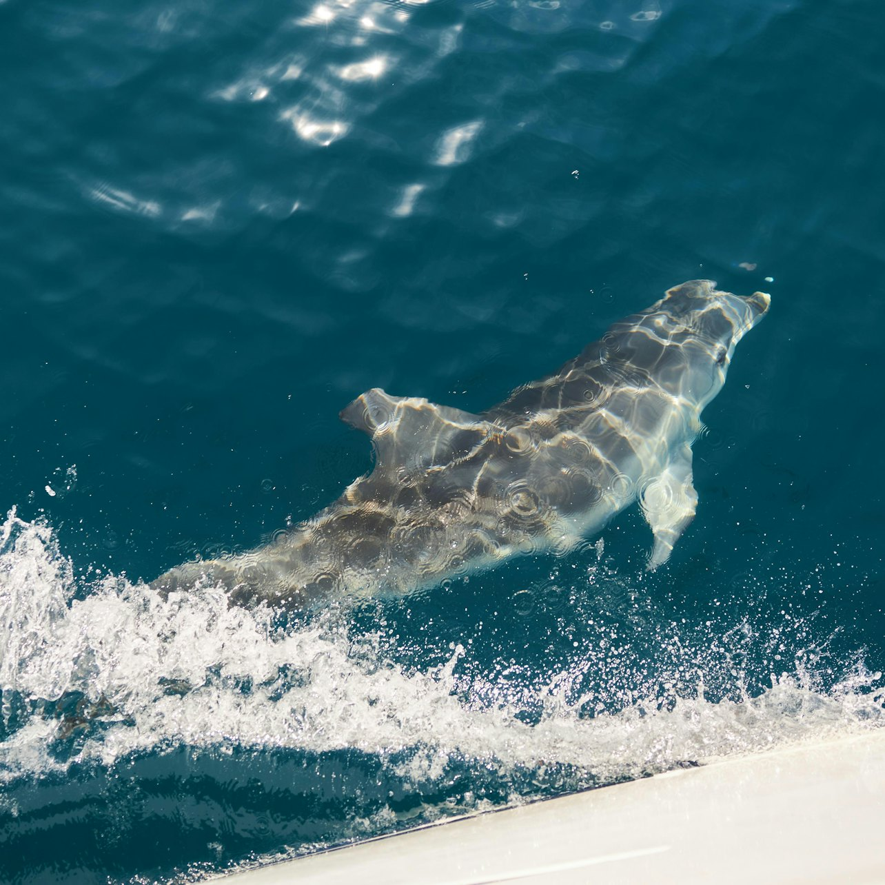 Mallorca: 3-Hour Sunrise At Sea & Dolphin Tour - Photo 1 of 13