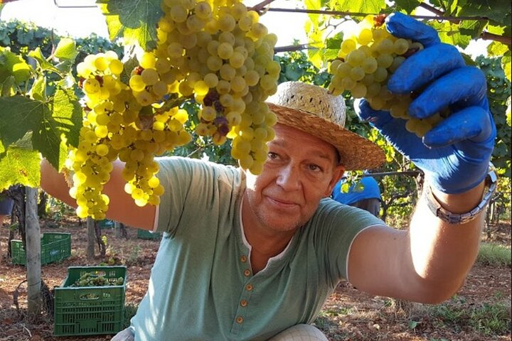 Mallorca Bodega & Olive Minibus Tour incl. Pick-up South Coast - Photo 1 of 8