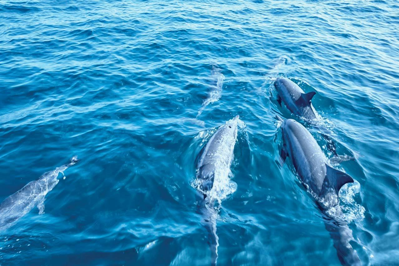 Mallorca: Dolphin Watching Glass-Bottom Boat Tour from Paguera - Photo 1 of 8