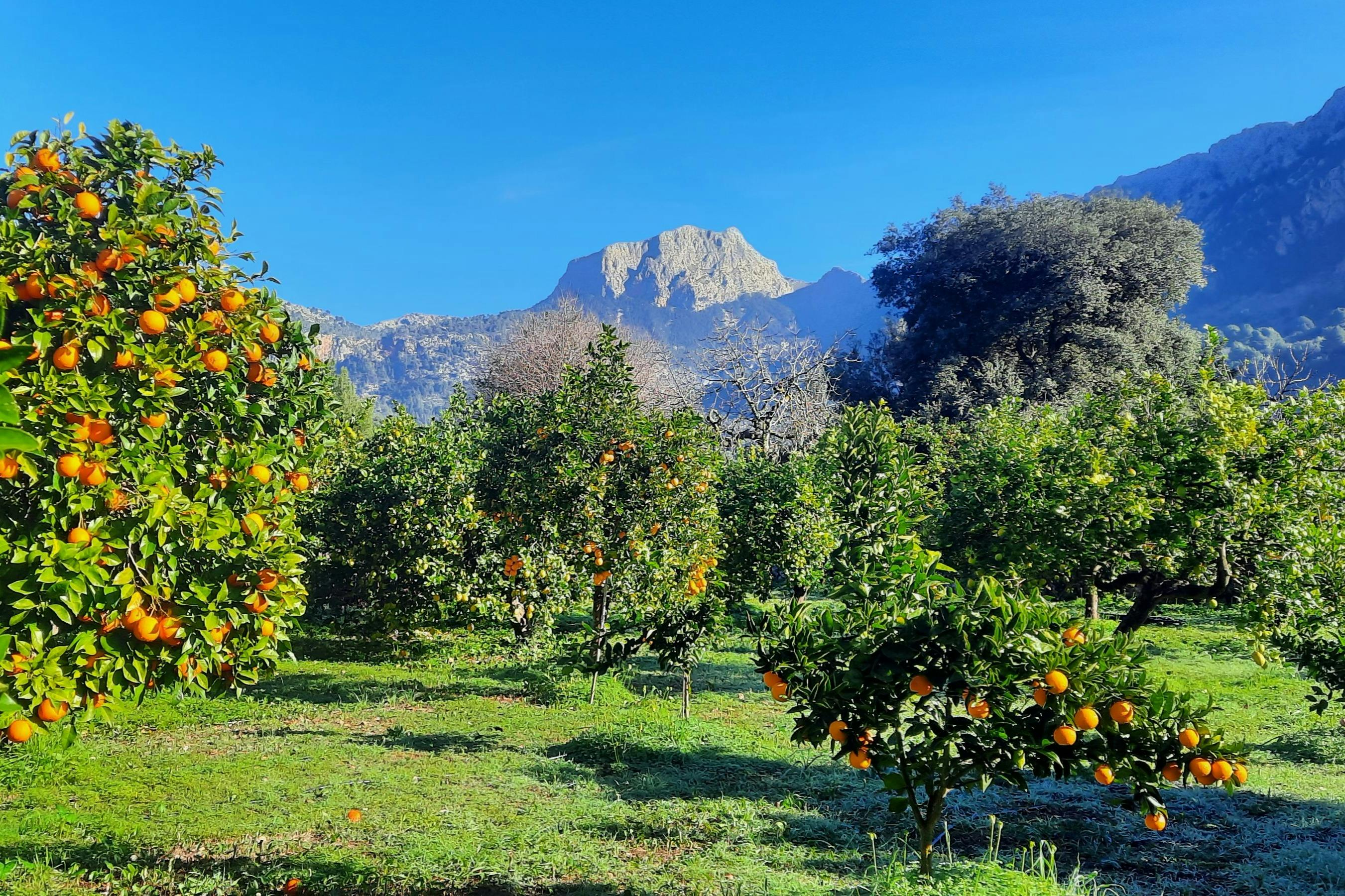 Mallorca: Orange Valley & Valldemossa Guided Tour + Transfers - Photo 1 of 7