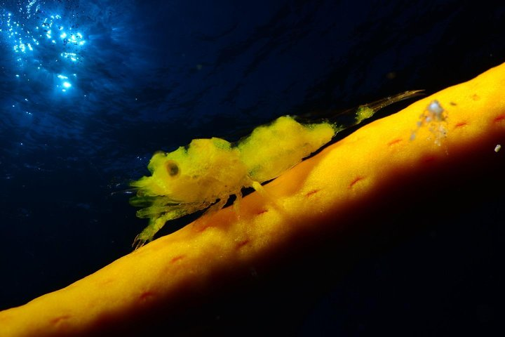 NIGHT DIVING - Dive into the darkness and be moved by its serenity ! - Photo 1 of 7