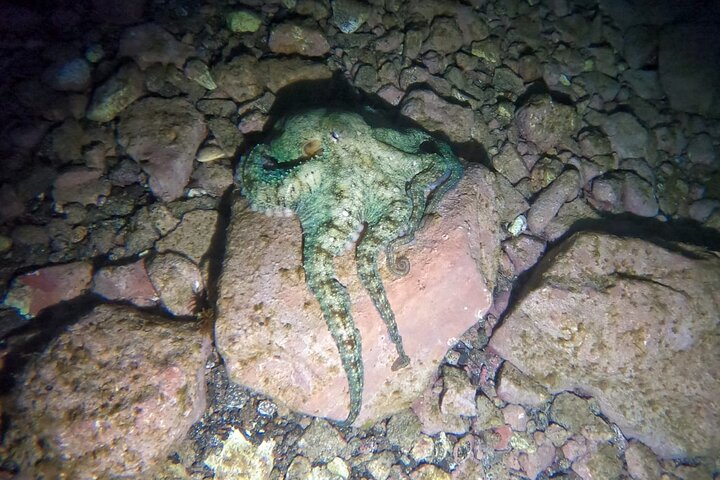 Night Snorkeling in Flamingo Beach Las Palmas - Photo 1 of 7