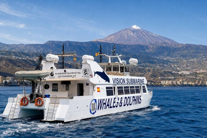 Leaders in Eco Respectful No chase whale and dolphin encounters - Photo 1 of 21