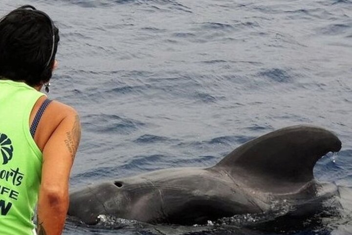 No Chase, Respectful Whale and Dolphin Tour, Vision Submarine - Photo 1 of 17