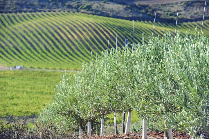 Olive oil and Navarre winery visit with tastings and lunch in small group tour - Photo 1 of 9