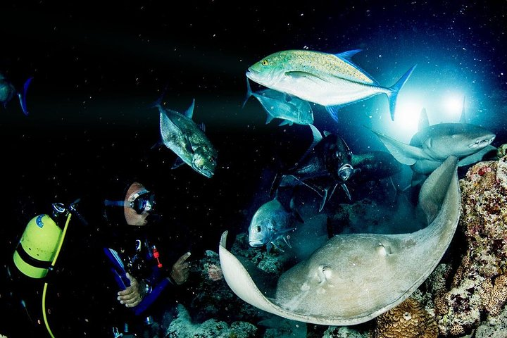 PADI Night Diver Speciality at Puerto de Mogan - Photo 1 of 3