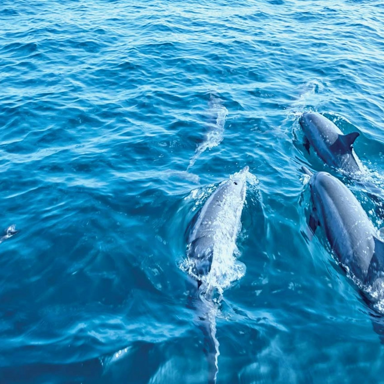 Palma de Mallorca: 3-Hr Dolphin Watching Boat Excursion + Swim & Snorkelling - Photo 1 of 11