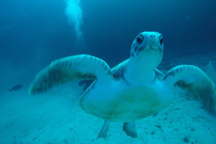 Private Dive Discovery for Beginners from a Boat - Photo 1 of 7