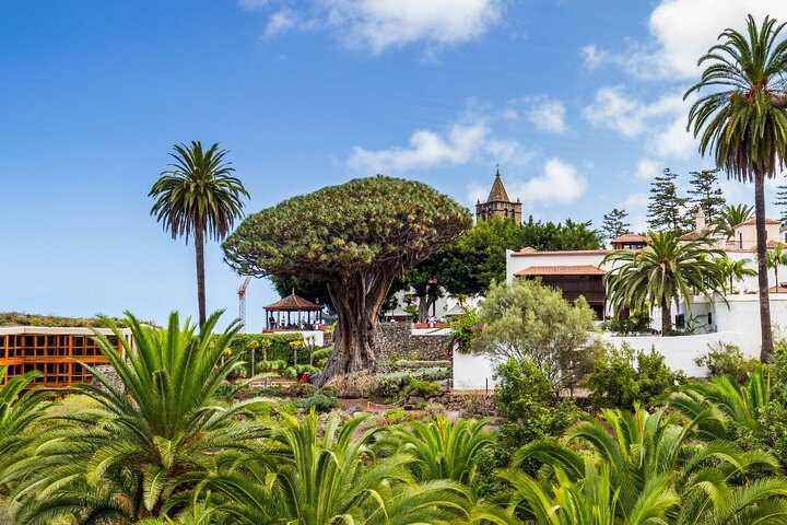 millennial dragon tree