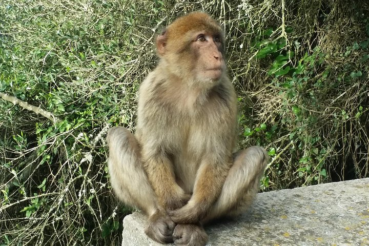 Barbary Macaque