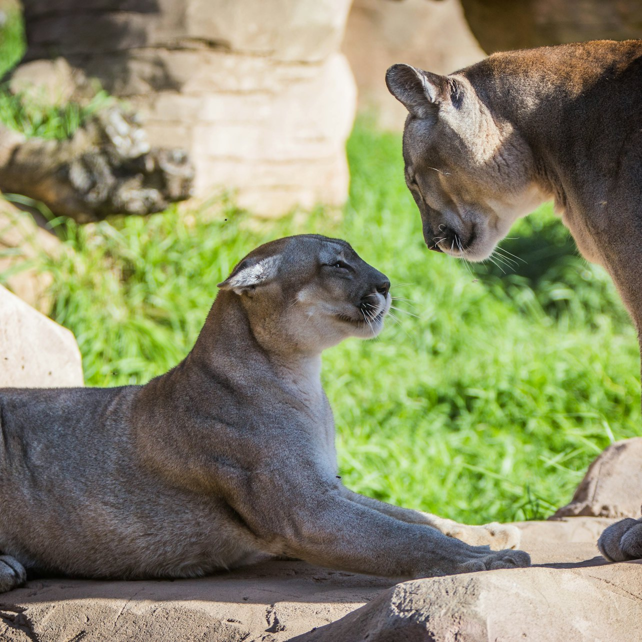 Rancho Texas Lanzarote Park: Entry Ticket - Photo 1 of 11