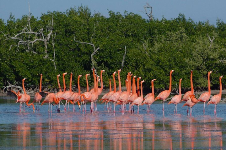 Flamingos