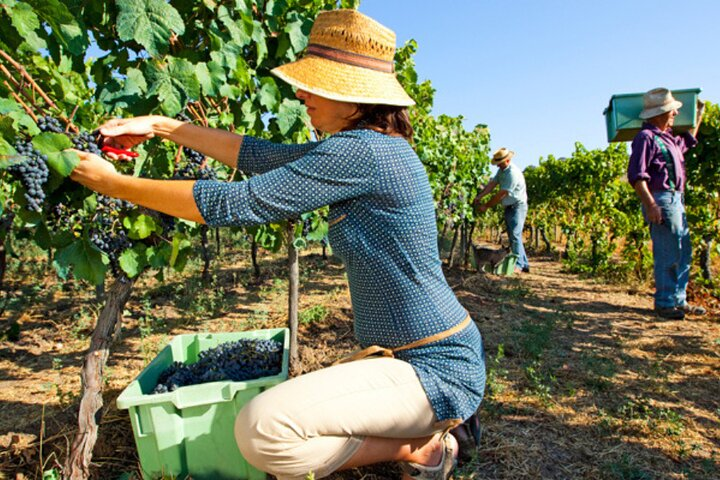 Ronda Organic Wine Tour from Marbella - Photo 1 of 7