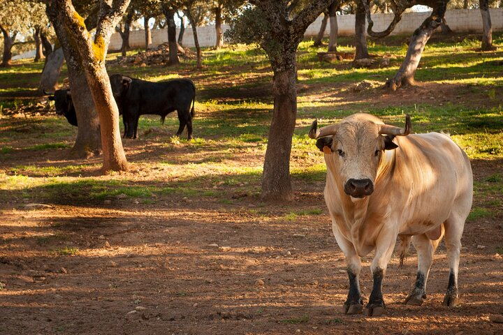 Visita Entre Toros y Caballos - Photo 1 of 10