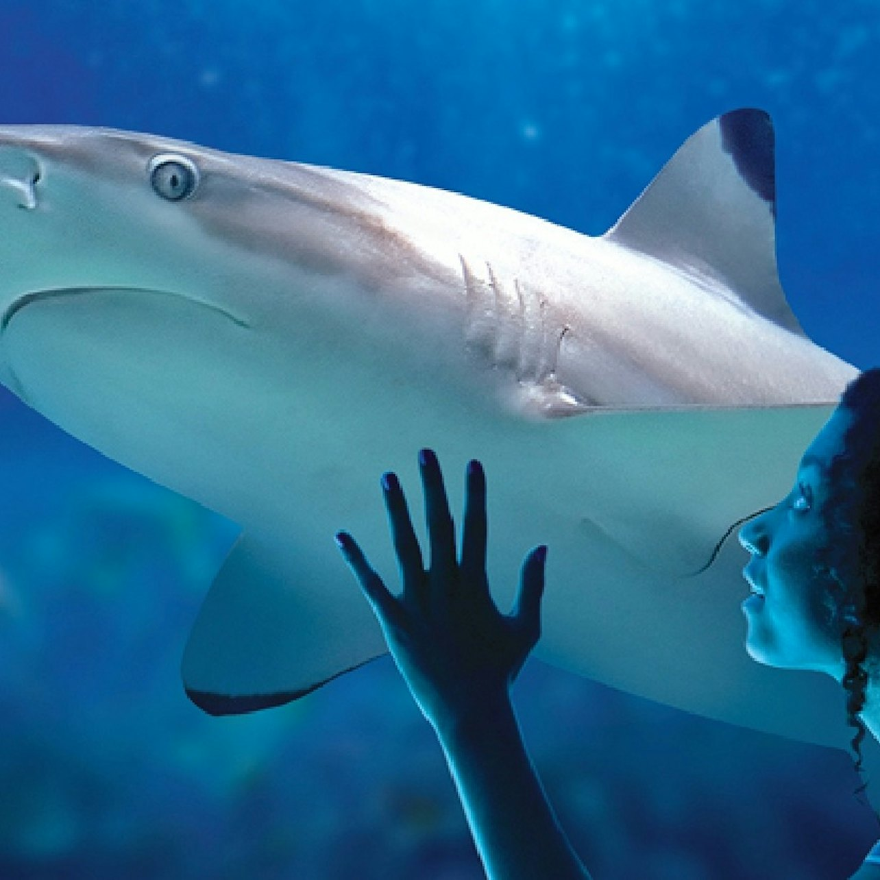 Sea Life Benalmádena: Premium Entrance - Photo 1 of 9