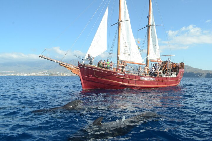 Sealife Dolphin & Whale Watching aboard Portuguese schooner - Photo 1 of 6