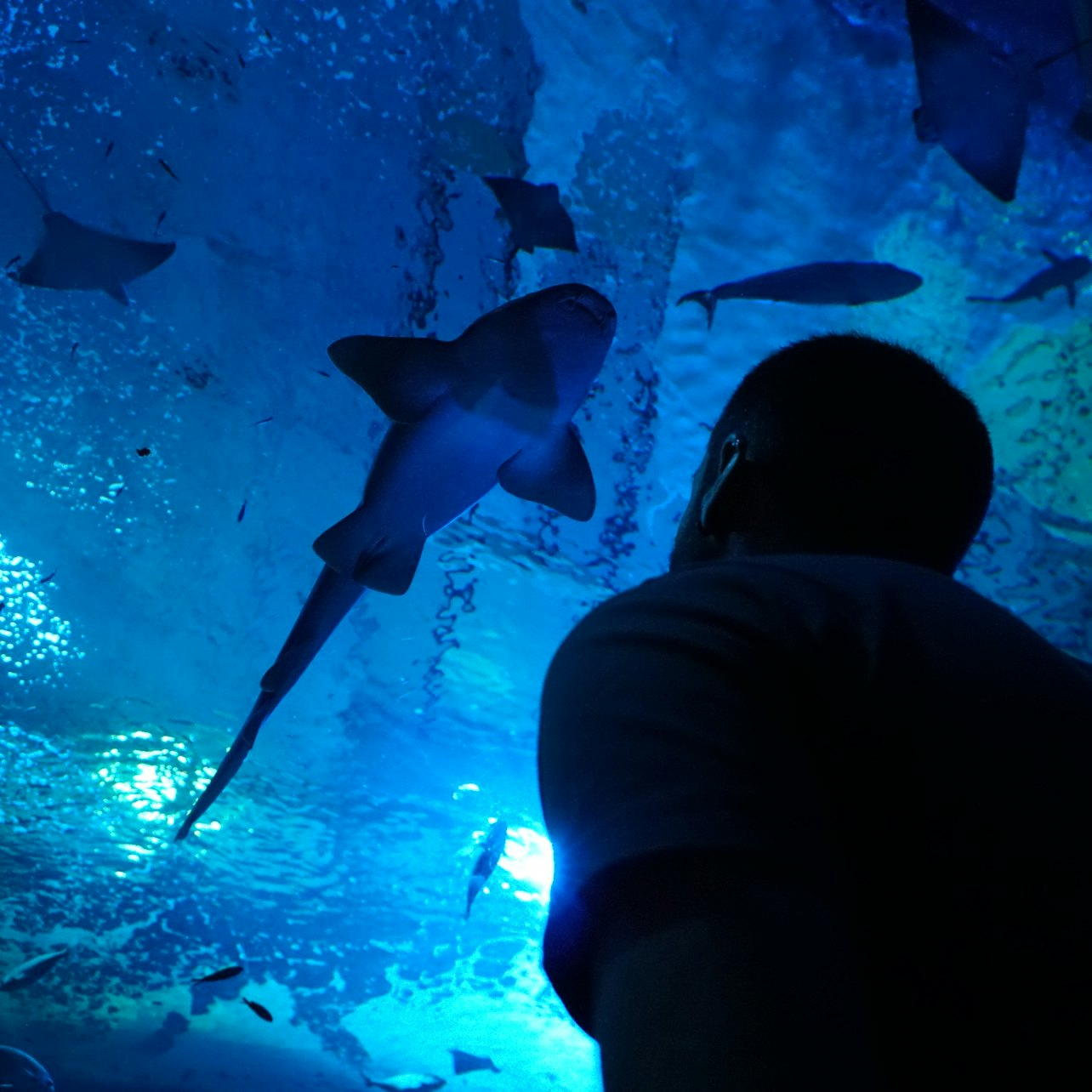 Seville Aquarium: Entry Ticket - Photo 1 of 16