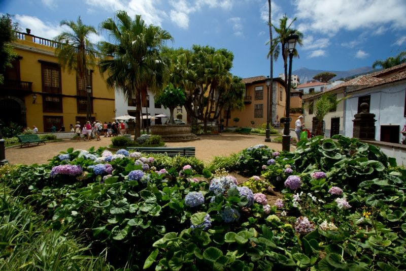 Tenerife Dragon Tree and Botanical Gardens - Photo 1 of 4