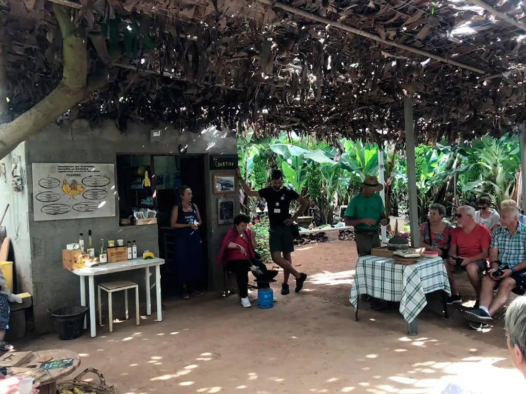 Tenerife: Banana Plantation & Winery Tour + Wine Tasting - Photo 1 of 13