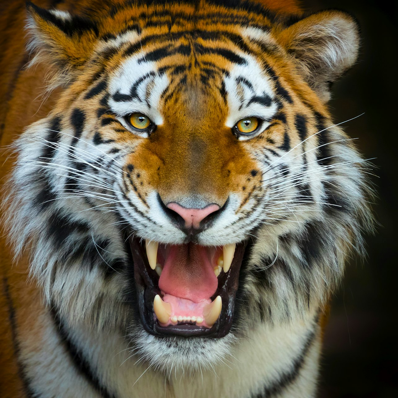 Terra Natura Benidorm: Entry Ticket - Photo 1 of 10