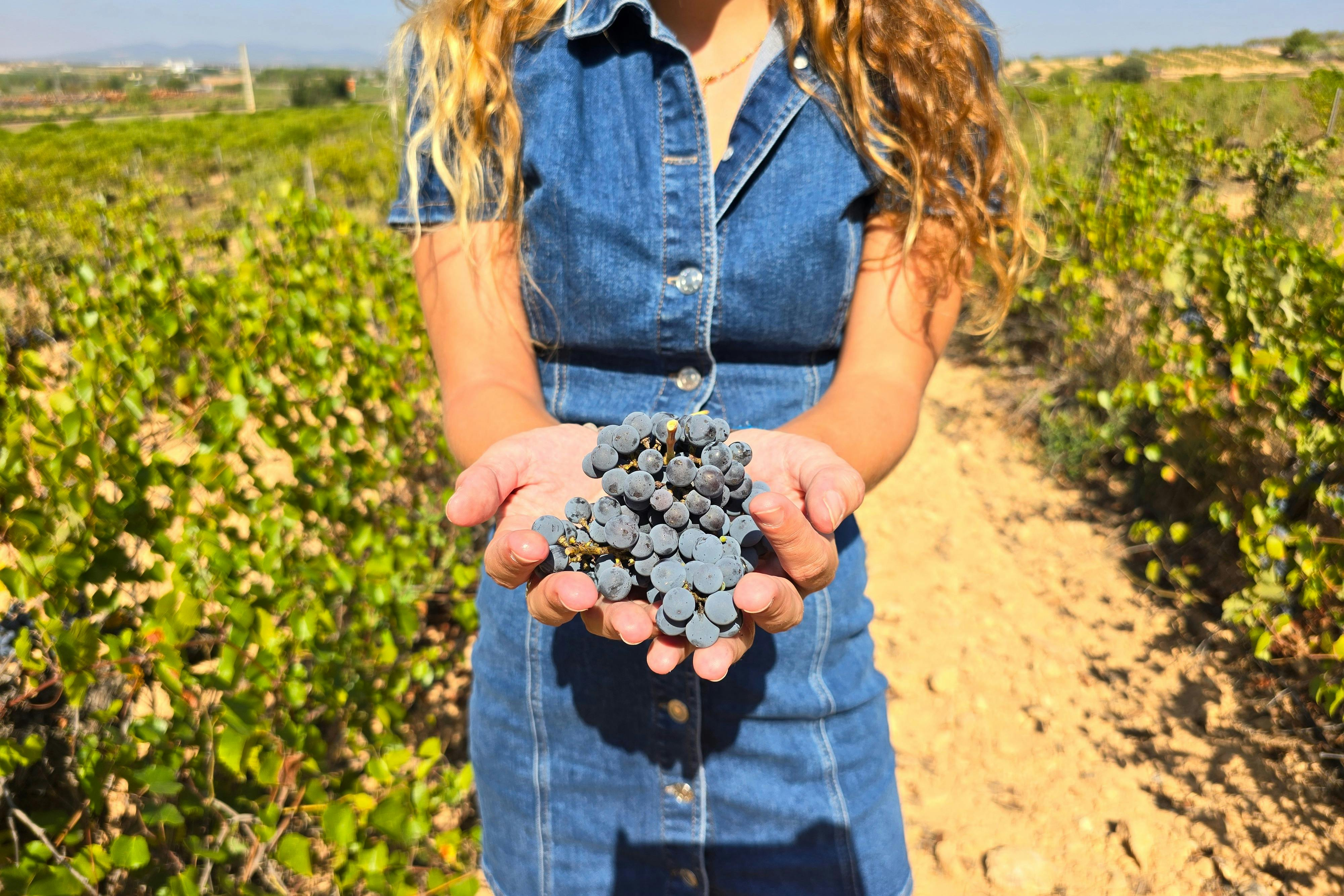 Utiel-Requena Vineyards: Guided Tour from Valencia + Wine Tasting - Photo 1 of 7