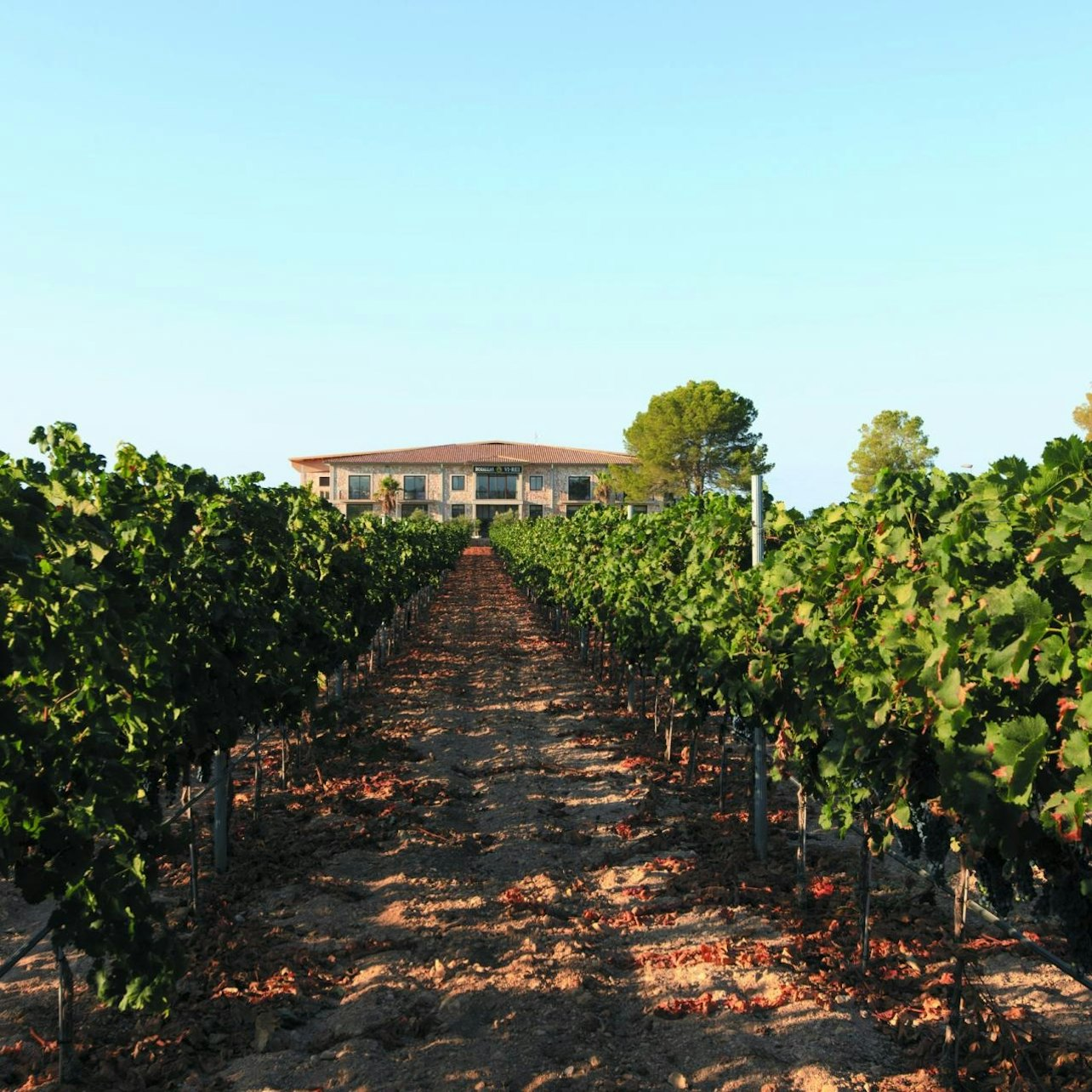 Vi Rei Winery: Guided Tour & Wine Tasting - Photo 1 of 7