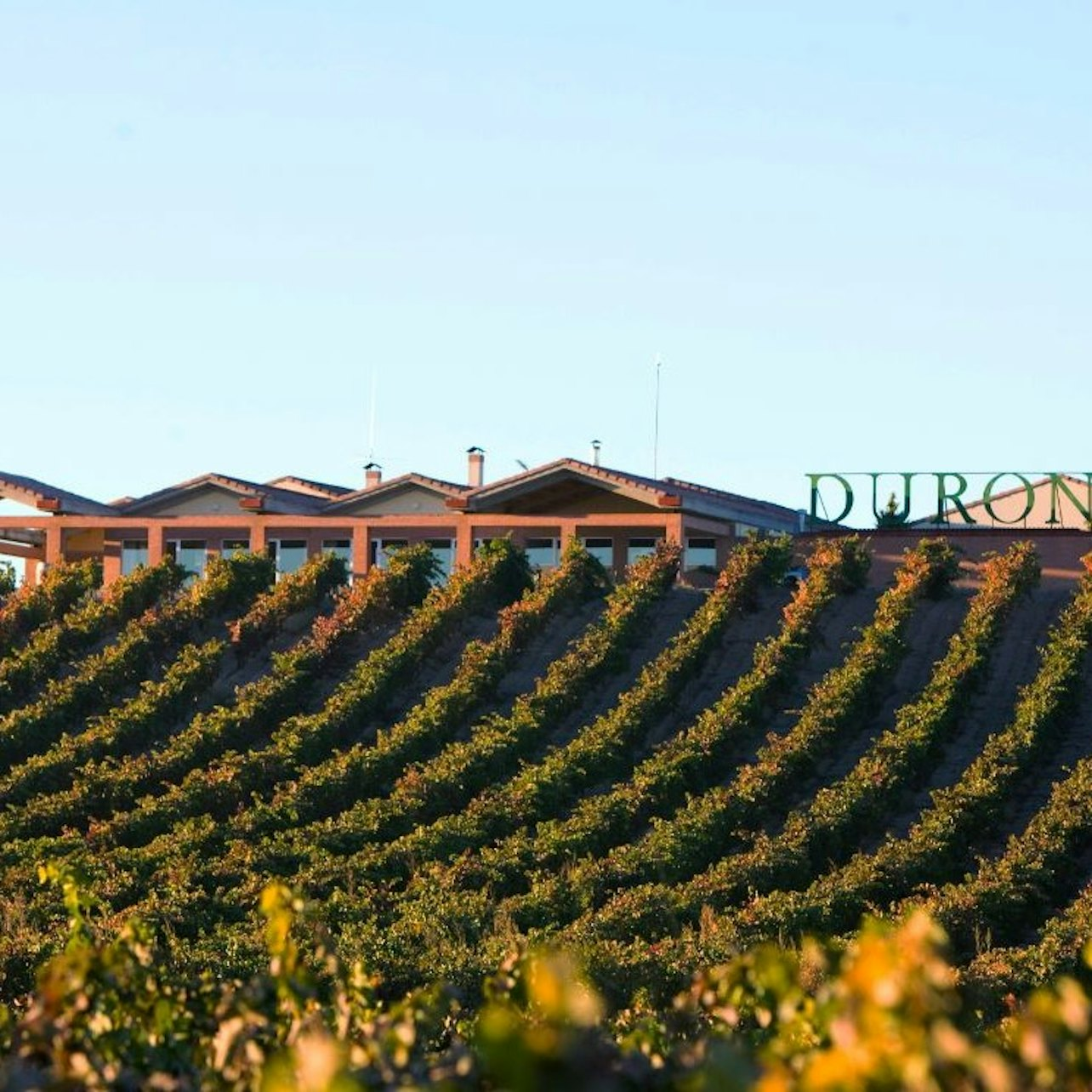 Visit with Wine, Appetizer and Tasting Menu Option in Ribera del Duero - Photo 1 of 4