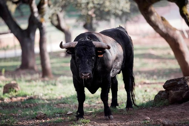 Reservatauro Bull 