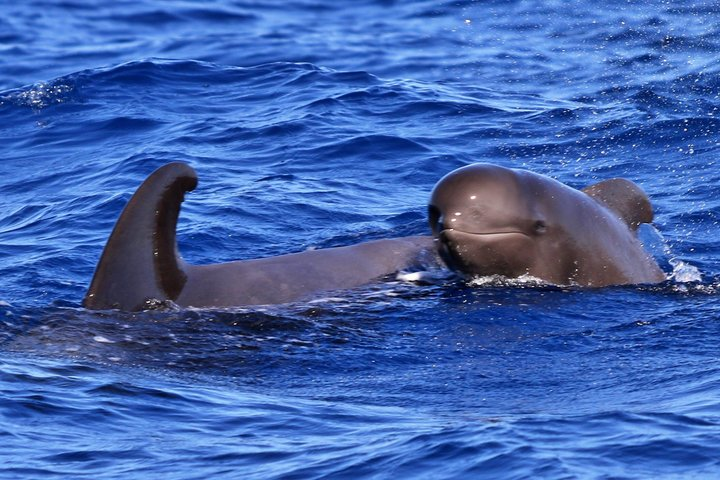 Whale Watching and Marine Science Tour - Photo 1 of 9