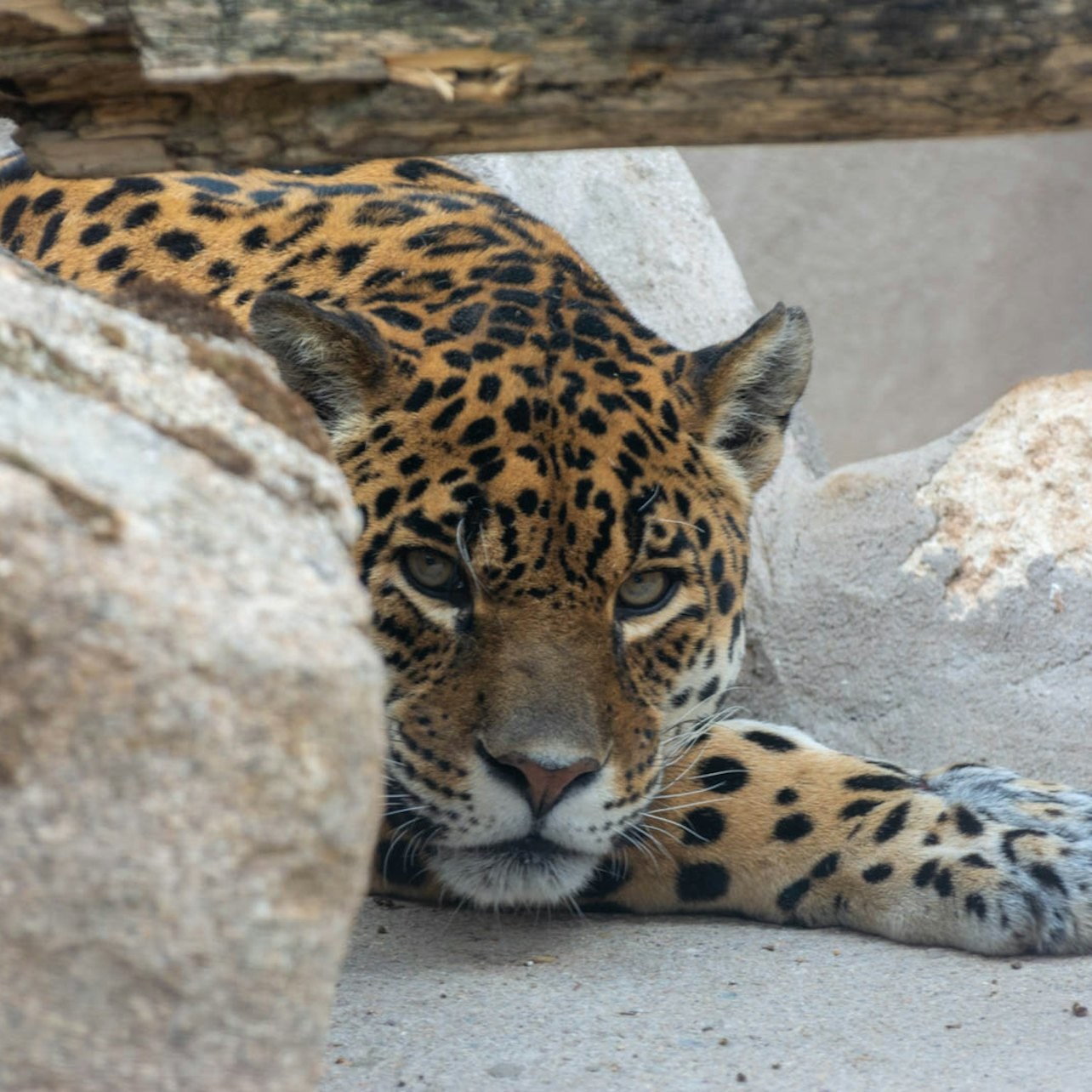 Zoo Koki: Entry Ticket - Photo 1 of 8