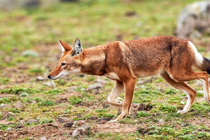 3 Day Bale Mountains Tours - Photo 1 of 2