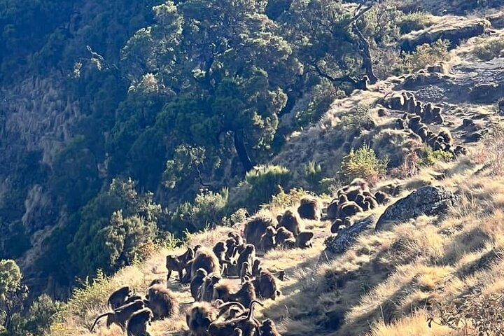 3 Day Simien Mountains Tours - Photo 1 of 6