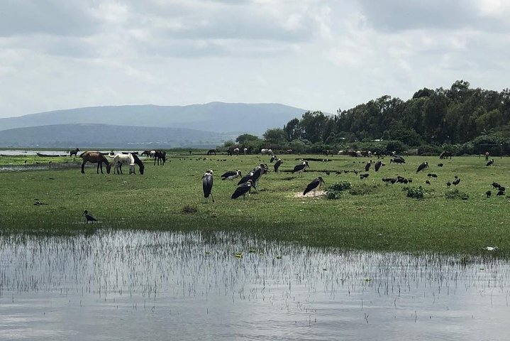 Addis City Tour + Bishoftu Crater Lakes Excursions - Photo 1 of 8